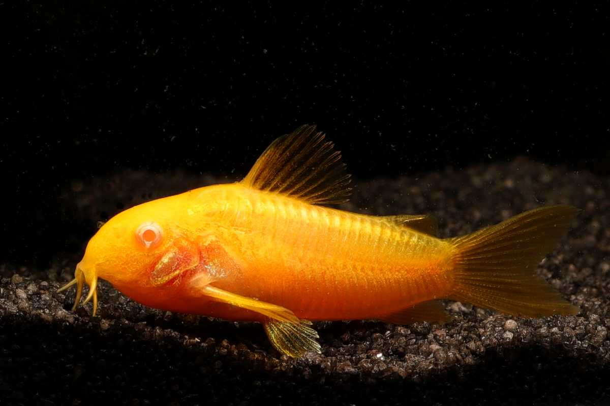 Corydoras-Aeneus-CW10-Albino-Panzerwels-Goldstreifen-Panzerwels-Corydoras-Golden-Strip-Back-Line-Gold-Panzerwels