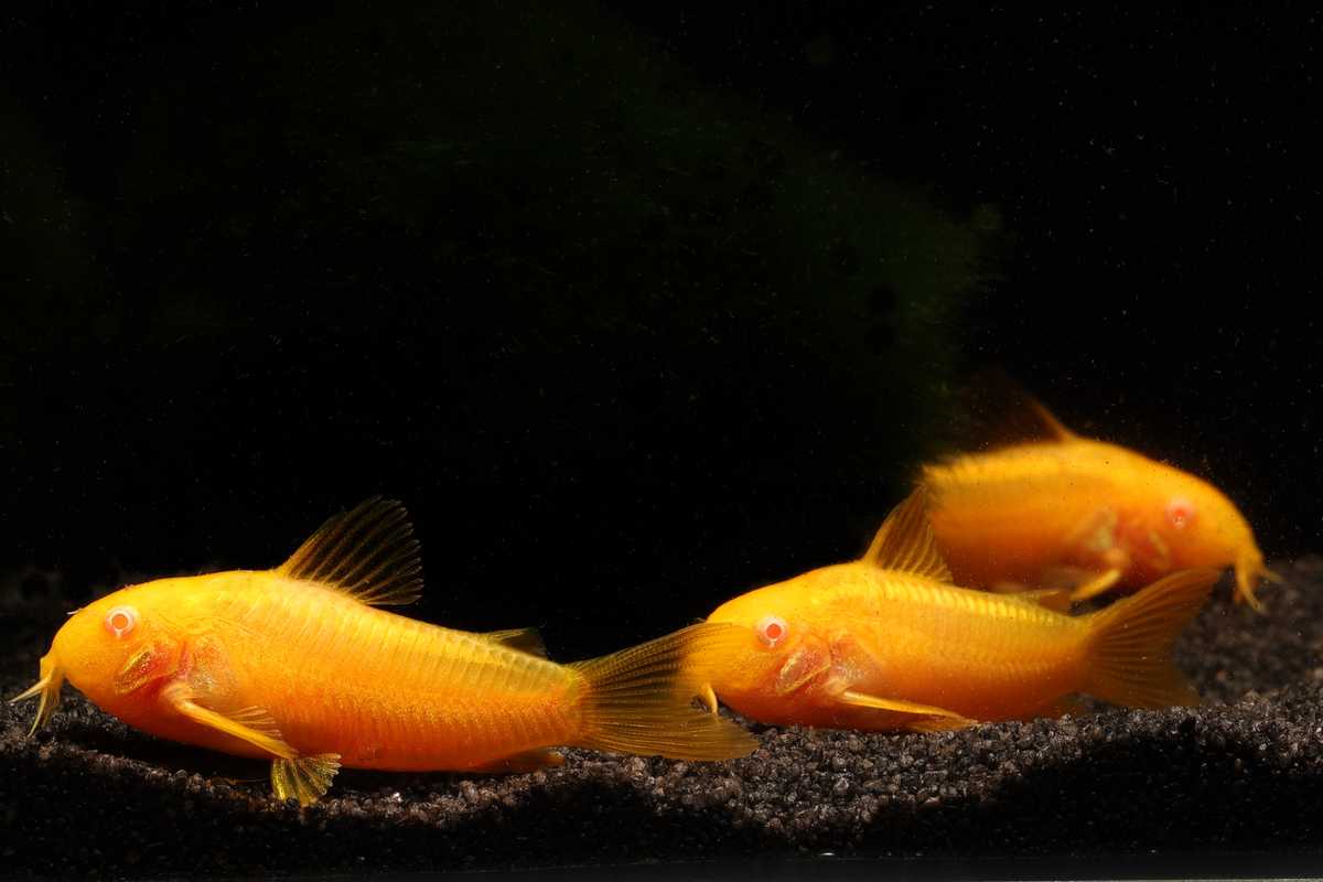 Corydoras-Panzerwels-Gold-Stripe-Corydoras-Golden-Stripe-CW10-Albino-Panzerwels-goldgelb-Bodenfisch-grundeln-Nahrungssuche-feiner-Aquariumsand-Barteln-Versteckmöglichkeiten