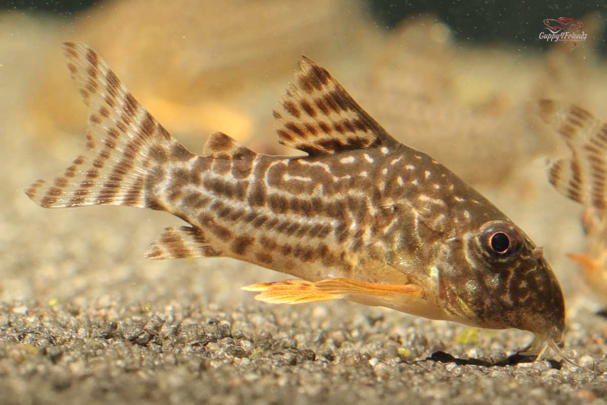 Hoplisoma Sterbai / Orangeflossen-Panzerwels DNZ - Guppy4Friends