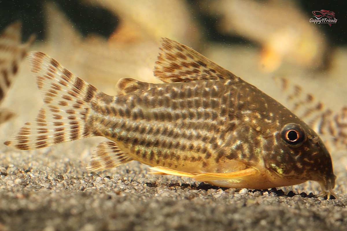 Corydoras-Sterbai-Orangeflossen-Panzerwels