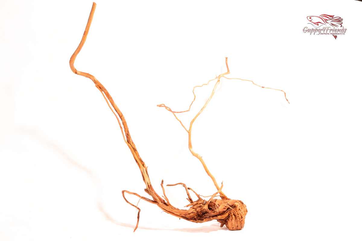 Schlangenholz-Drachenholz-Lockenholz-Aquariumholz-Aquariumwurzel-Dekoholz-Naturdeko-Curlwood-vorwässern-filigranes-Holz