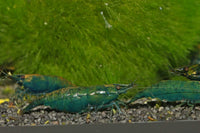 Neocaridina-Dark-Green-Jade-Gold-stripe-Green-Jades-Zwerggarnelen-Ziergarnelen