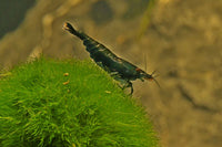 Neocaridina-Dark-Green-Jade-High-Grade-Zwerggarnelen-Neo´s-Neocaridinas-davidi-Green-Jade-guppy4friends