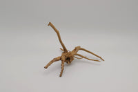 Moorwurzel, Spiderwood. Aufbauten Aquascaping. Mini-Scaping. Miniaturlandschaft Aquarium. Aquariumwurzel. Aquariumwurzeln. Moose zum Aufbinden.