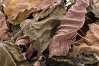 Garnelensnack-Leckerbissen-Zwerggarnelen-natürliche-Ergänzung-Nahrung-Garnelenfutter-Naturprodukt-shrimp-food