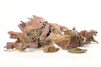 Haselnussblätter-luftgetrocknet-Garnelenfutter-Futter-Zwerggarnelen-gesunde-Nahrung-red-hazelnut-shrimp-food-shrimpsnack