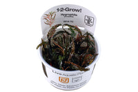 Hygrophila pinnatifida. Eine Art Aquarium Farn. Besonders für Aquascaping. Scapingpflanze. Scaping-Pflanze.