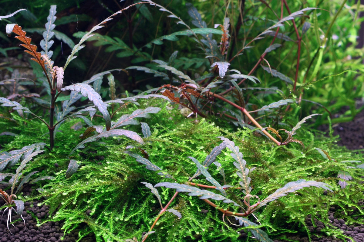 Hygrophila pinnatifida. Fiederspaltige Wasserfreund Aquariumpflanze. Aufsitzerpflanze. Farnartiges Aussehen. Scaping Aquarium. Aquascaping.