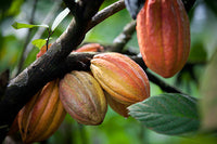 Kakaoblätter - Cocoa Leafes getrocknet. Nahrungsergänzung für Zwerggarnelen, Krebse und Wirbellose. Der leckere Snack mit Nebenwirkung. Kakoblätter wirken antibakteriell und pilzhemmend.