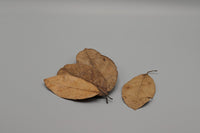 Jackfruit Blätter wirken antibakteriell antibakterielle Wirkung Gesund für Zwerggarnelen und Garnelen und Wirbellose