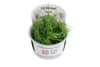 Juncus repens In-Vitro Tropica. Aquariumpflanze Guppy4friends. Grasartige Stängelpflanze Aquarium. Mittelgrundpflanze.