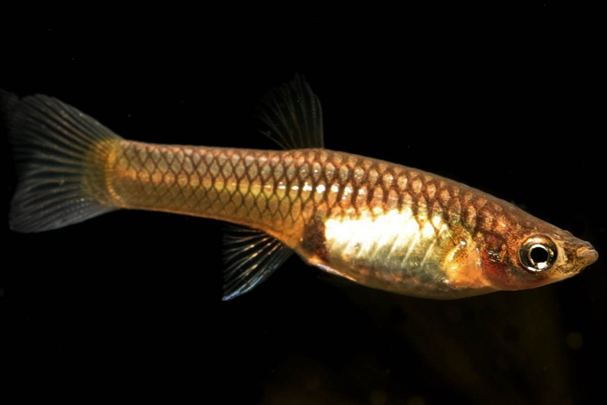 Endlerguppy-Endler-Guppy-Aquariumfisch-Guppi-Guppies-Guppys-Leopard-Endler-Yellow-pink-Tiger-Endler-Guppy
