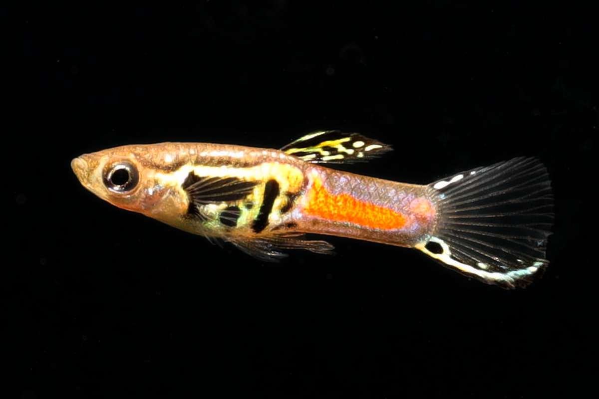 Endler-guppy-poecilia-wingei-Männchen-Weibchen-guppymale-guppyfemale-Nano-Endler-Miniguppy-Nanofisch-Nano-fisch-guppy4friends