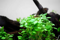 Lobelia cardinalis 'Mini' 1-2 Grow! In-Vitro - Guppy4Friends