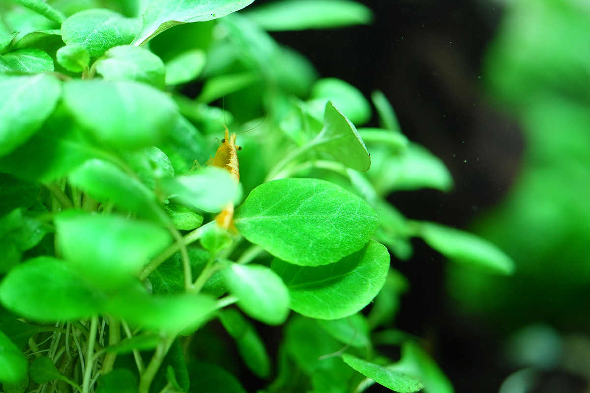 Lobelia cardinalis 'Mini' 1-2 Grow! In-Vitro - Guppy4Friends