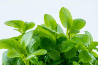 Lobelia cardinalis 'Mini' 1-2 Grow! In-Vitro - Guppy4Friends