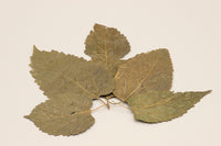 Maulbeerblätter getrocknet Premium Vitaminbooster für Zwreggarnelen stärken das Immunsystem Nano-Aquarium Naturfutter für Zwerggarnelen natürliche Ernährung. Vitamin A, B1, B2, B3 und C Eisen Natrium Kalzium Kalium Carotin