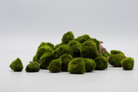 Mooskugeln. Aegagropila linnae. Grünalge Moosbällchen. Aquarium Mooskugeln. Kleiner Aquarium Bio Filter. Bakerienansammlung. Leckerbissen für Zwerggarnelen. Garnelen weiden die Oberfläche der Mooskugeln ab.