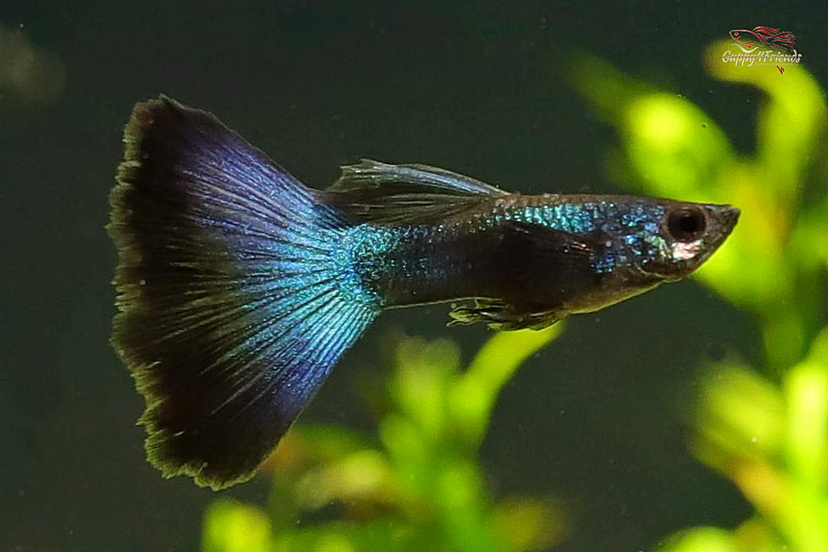 Hochzuchtguppy-Green-Moscow-green-moskau-poecilia-reticulata-Guppy-Hochzuchtformen-Triangelschwanz-Triangel-Triangelflosse-High-dorsal
