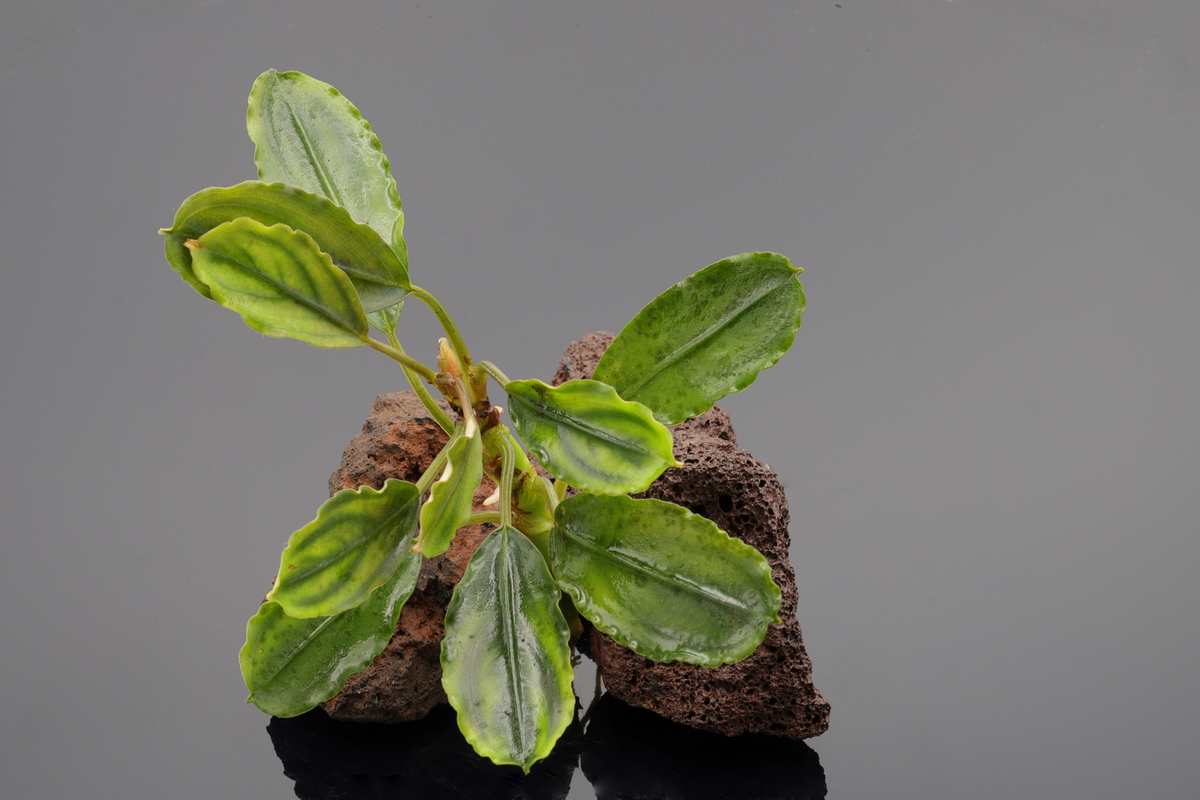 Bucephalandra purple flood Rarität, selten zu bekommen, variiert ihre Blattfarben je nach Beleuchtung.