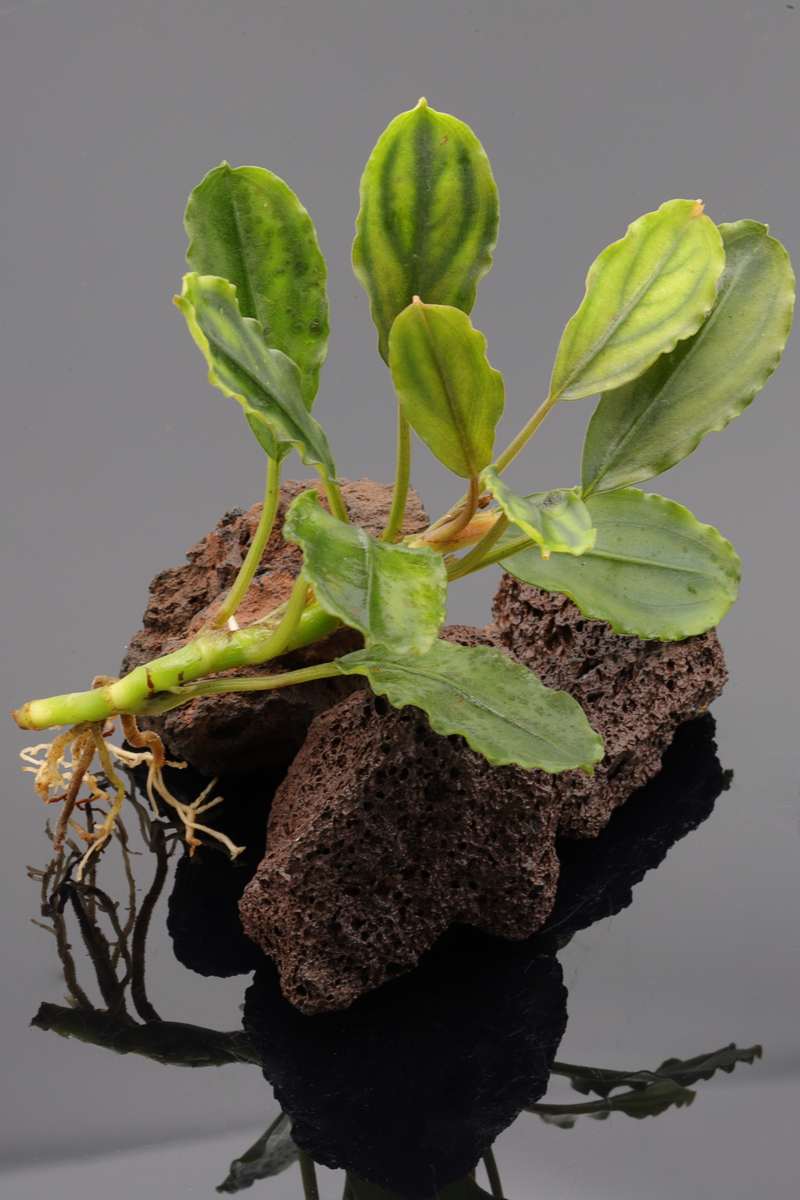 Bucephalandra purple flood, Bucephalandra Aaronstaabgewächs, kommt auf Borneo vor. Stammt aus Fließgewässern. Bevorzugen starke Strömung im Aquarium.