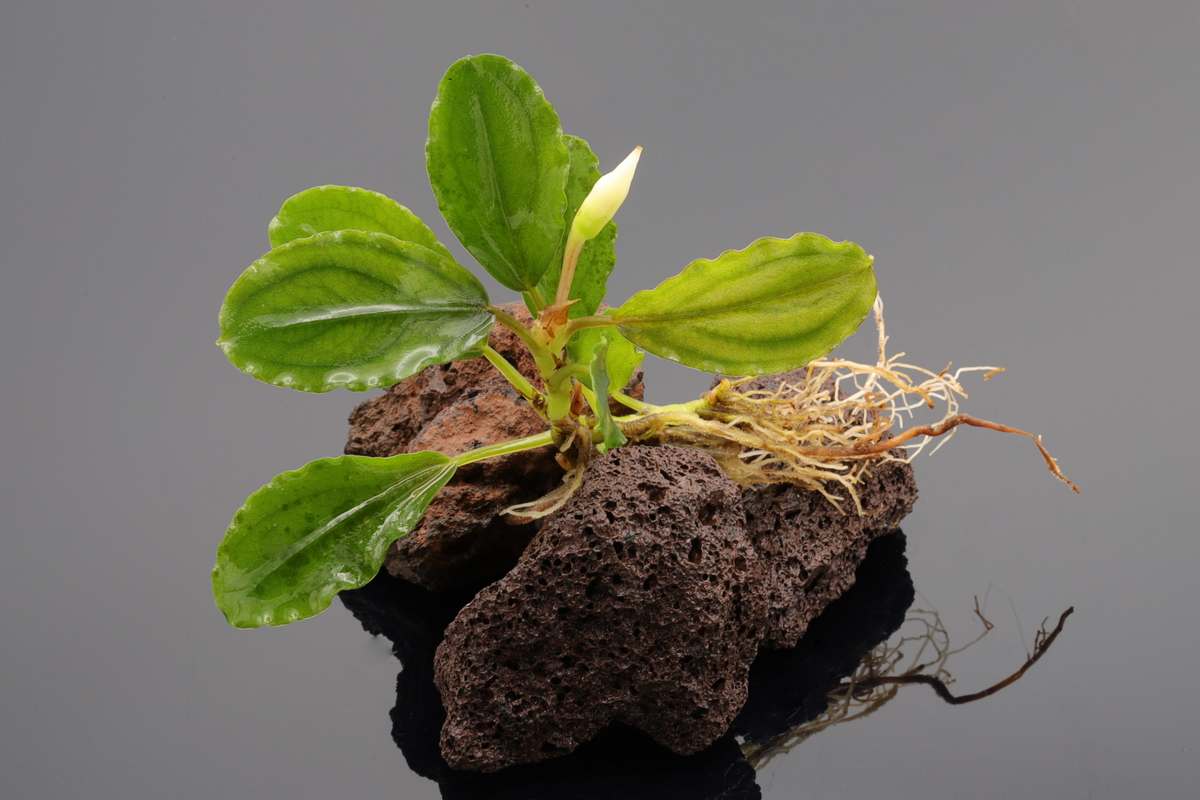 Bucephalandra Rhizom Purple Flood, intensive Färbung, weiße Blüten, blüht unter Wasser, kräftige Blätter, variierende Blattfärbung