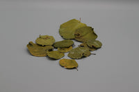 getrocknete Quittenblätter. Naturfutter für Garnelen. Quittenblätter enthalten Gerbstoffe und können leicht antiobitsch wirken. Beugen Häutungsproblemen bei Zwerggarnelen vor. Ergänzungsfutter für Wirbellose.