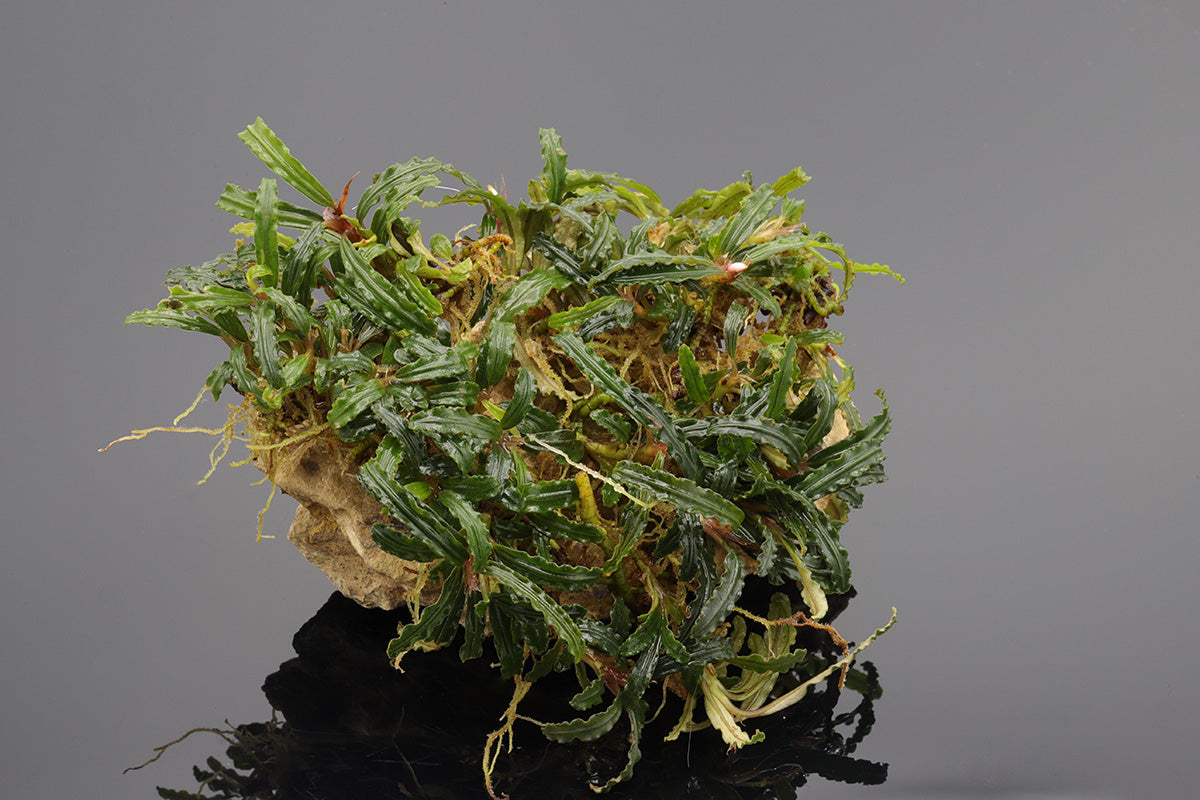 Buce Clump red cathrine Clump, blühende Aquariumpflanze. Pflanze blüht unter weißen. Bucephalandra mit weißen Blüten. Clumps bestehen aus vielen kleinne Ablegern und Rhizomen.