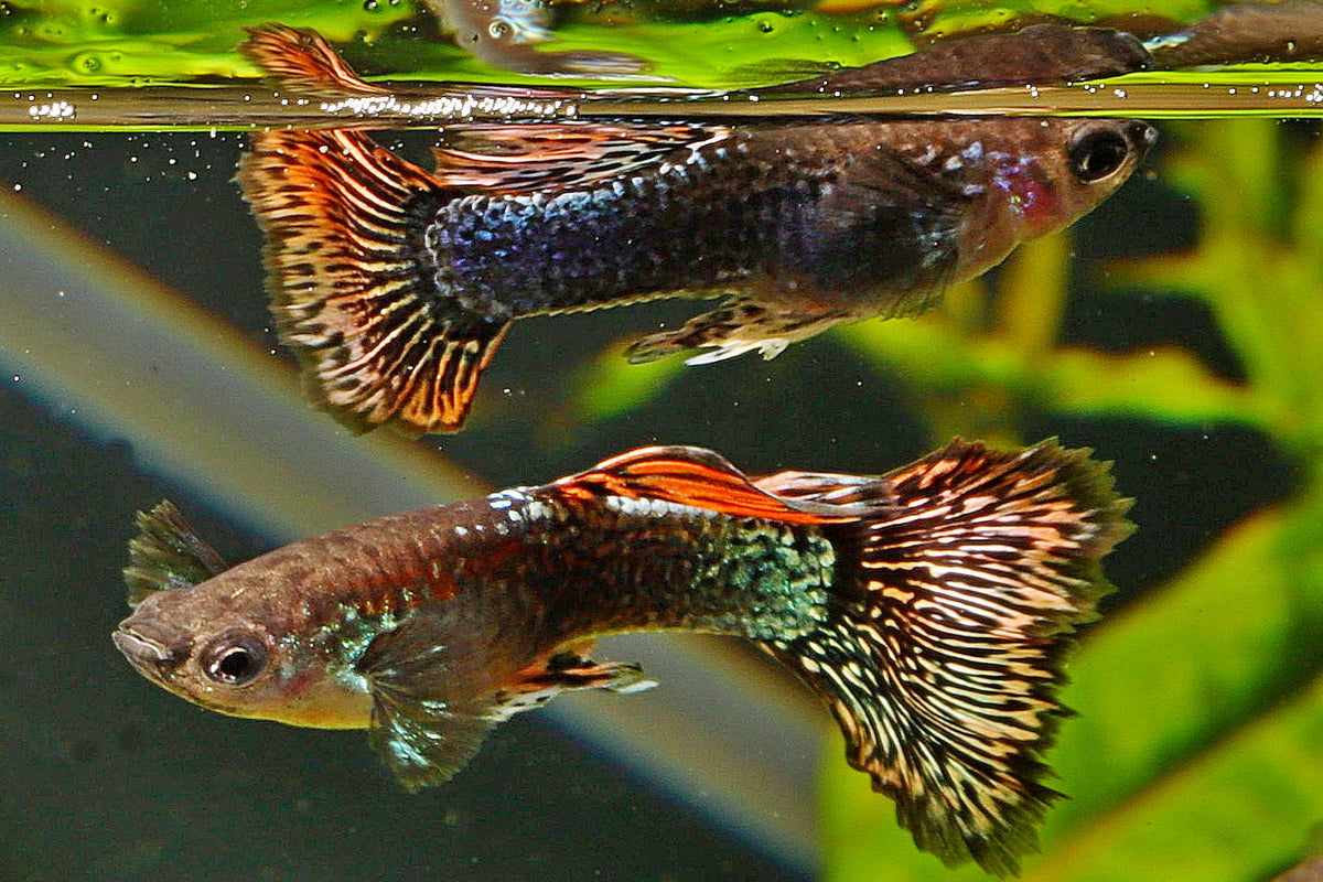 Hochzuchtguppy-Hochzucht-Guppy-Regdragon-Red-Dragon-BigEars-Big-Ears-Dumbo-Ears-Poecilia-reticulata-Fische-online-kaufen-onlinekaufen-fisch