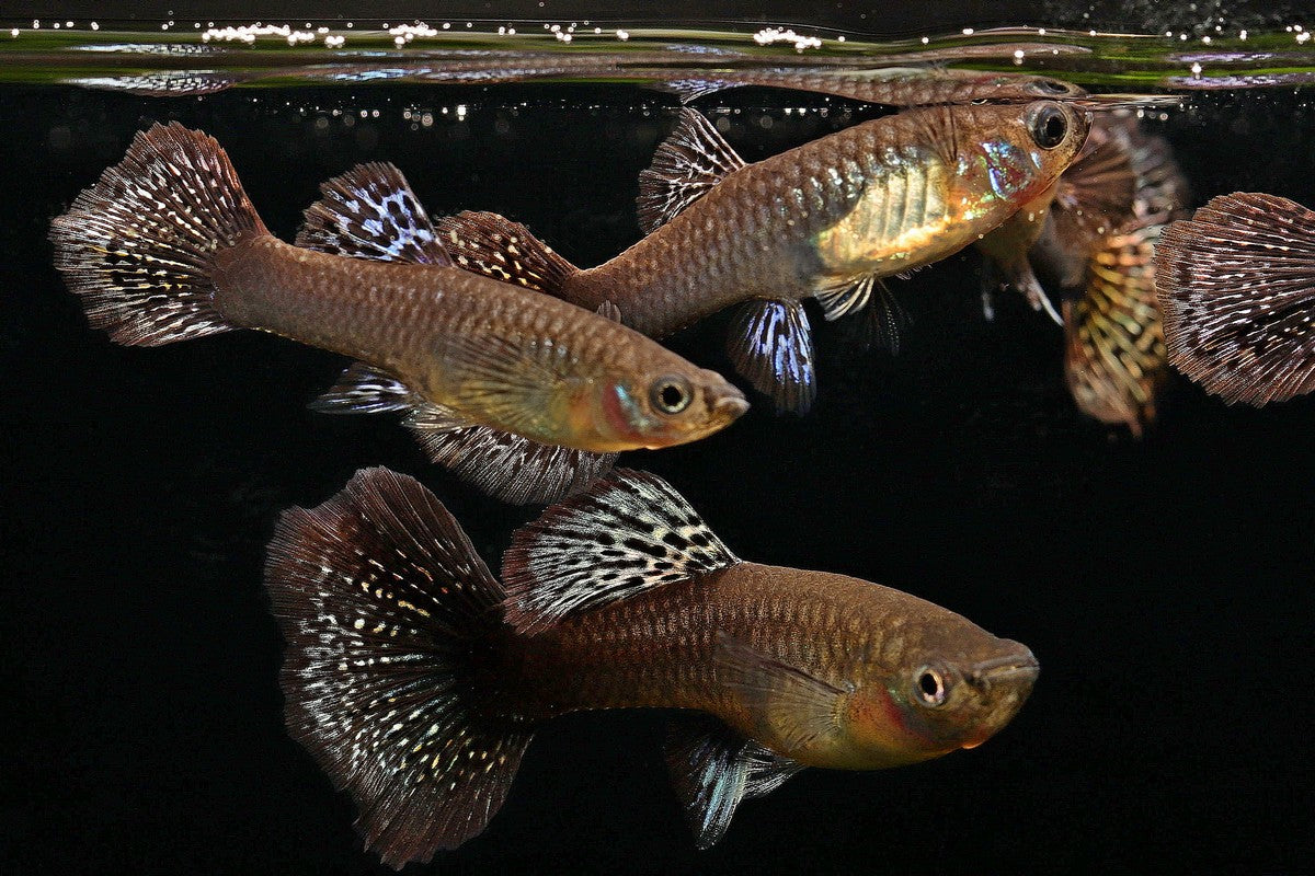 Red-Dragon-Guppys-Poecilia-reticulata-female-pair-Nachzucht