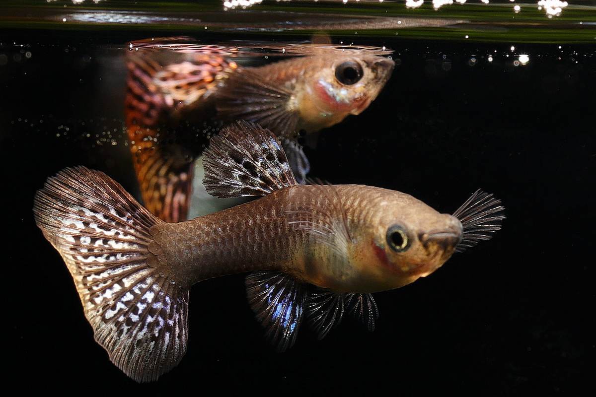 Guppy-Red-Dragon-Female-Poecilia-reticulata-Hochzuchtguppy-Hochzucht-Guppy