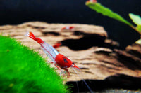 Neocaridina-davidi-red-rili-Zwerggarnele-Ziergarnele-auf-Mooskugel-Hartwassergarnele-Garnelenaquarium
