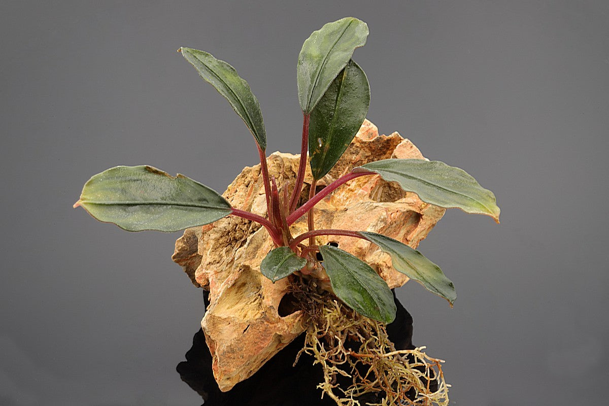 Bucephalandra Red under Rhizom, Rhizompflanze. Rote Blütenstiele mit dunkelgrünen Blättern. Glitzer auf den Blättern.