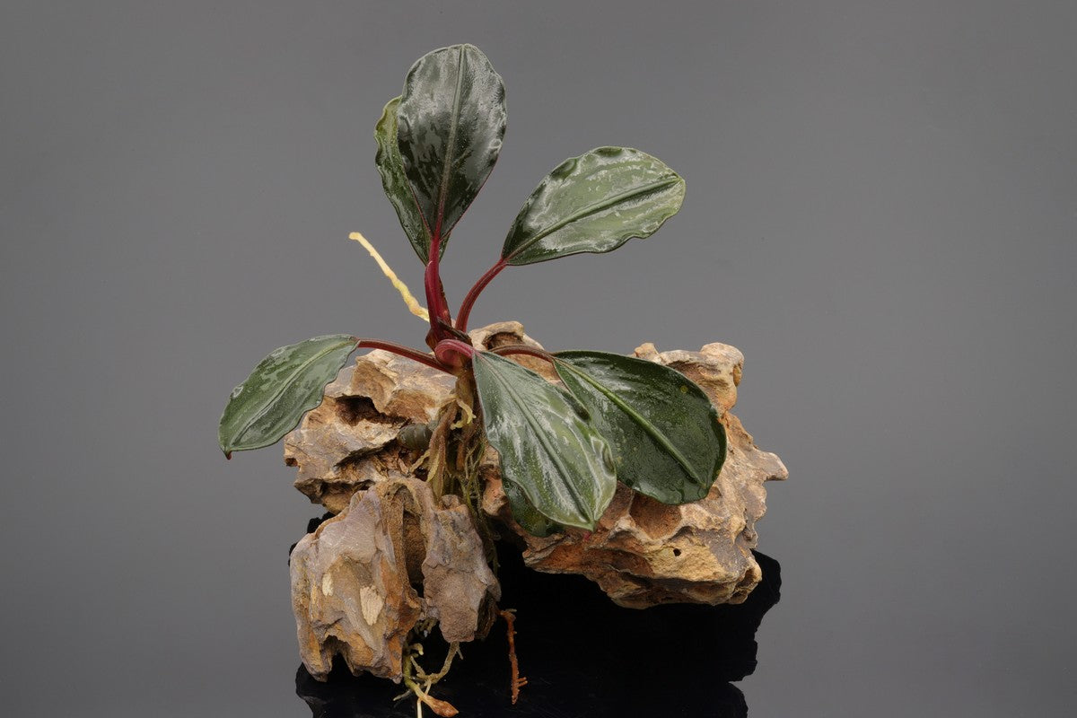 Bucephalandra red under, bevorzugt stärkere Strömung, stammt aus Fließgewässern auf Borneo. Pflanze für Aquarien, Aufsitzerpflanze.