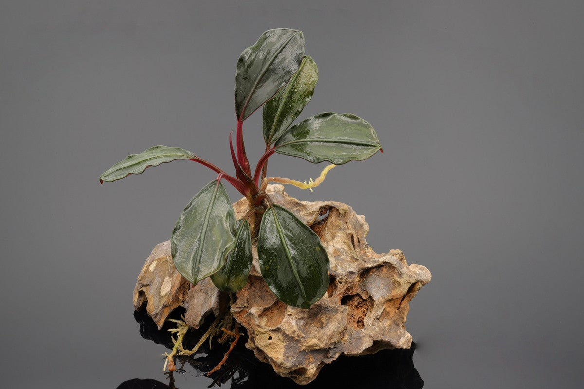 Bucephalandra red under, Sammlerleidenschaft für Bucehalandra, Rhizom Aquariumpflanze, heftet sich gerne an strukturierten Steinen und Wurzlen fest. Sehr leicht zu pflegende Aquariumpflanze.