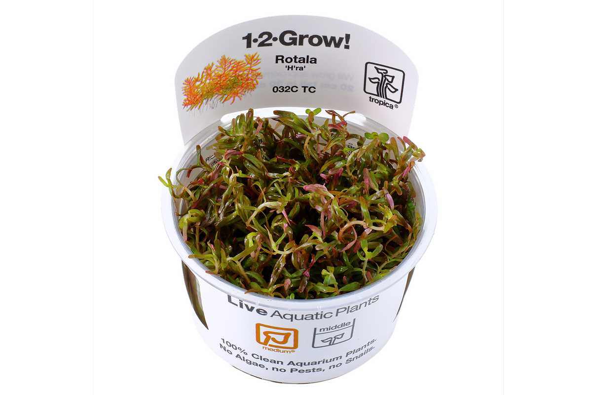 Rotala-Hara-hra-rotala-h'ra-aquariumpflanze-Hintergrundpflanze-Scapingpflanze-Aquascapingpflanze-rote-pflanze-red-plant-stem-plant