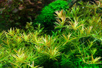 Rotala-Hra-Gia-Lai-Stängelpflanze-Stengelpflanze-Aquariumpflanze-Hintergrundpflanze-Tropica-aquariumplants