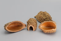 Die Bolsa de Pastor Schote, botanisch: Zeyheria Digitalis. Einrichtung und Verstecke für Zwerggarnelen. Schoten sollten gewässert werden. Ein reines Naturprodukt für Zwerggarnelen.