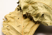 Schwarzerlenblätter. Antibakteriell, antibiotisch, entzündungshemmend und pilzhemmend (antimykotisch). Für ein allgemeines Wohlbefinden deiner Zwerggarnelen und Aquariumfische.