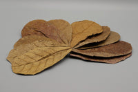 Seemandelbaumblätter. Catappa Leafes. Antibakteriell. Krankheitsvorbeugend. Huminstoffe. Steigern das Wohlbefinden deiner Aquariumbewöhner. Mehr Vitalität deiner Aquariumfische.