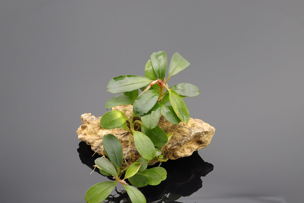 Bucephalandra splendro, flache Bucephalandra, wächst zu schönen Polstern heran. Guppy4friends
