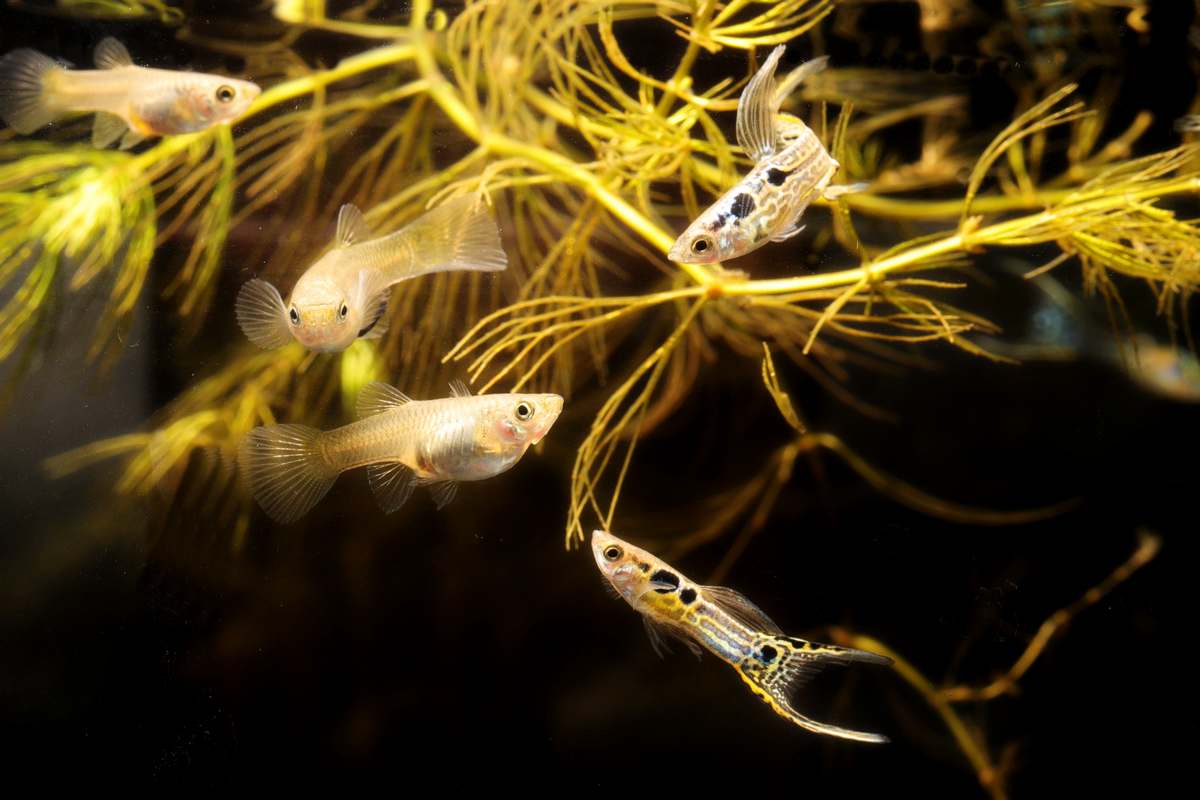 Endler-guppy-poecilia-wingei-japan-blue-doppelschwert-blue-tiger-doublesword-Filigran