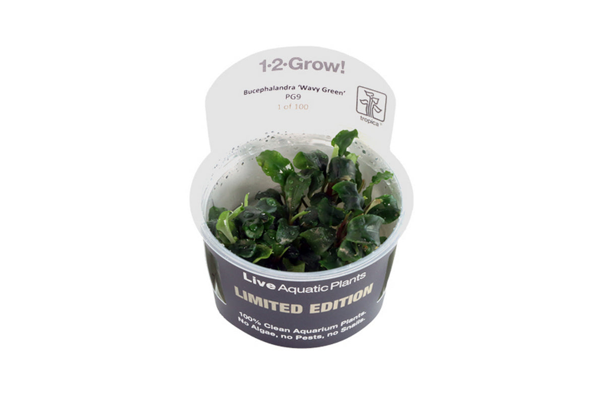 Bucephalandra Pygmaea "Green Wavy" Limited - Guppy4Friends
