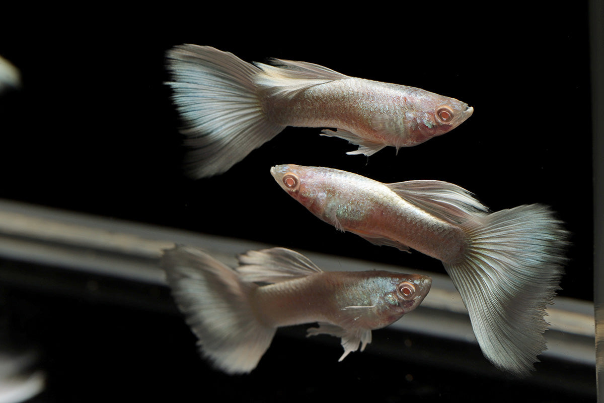 Das Wohlfühlambiente für deine Aquarienbewohner
