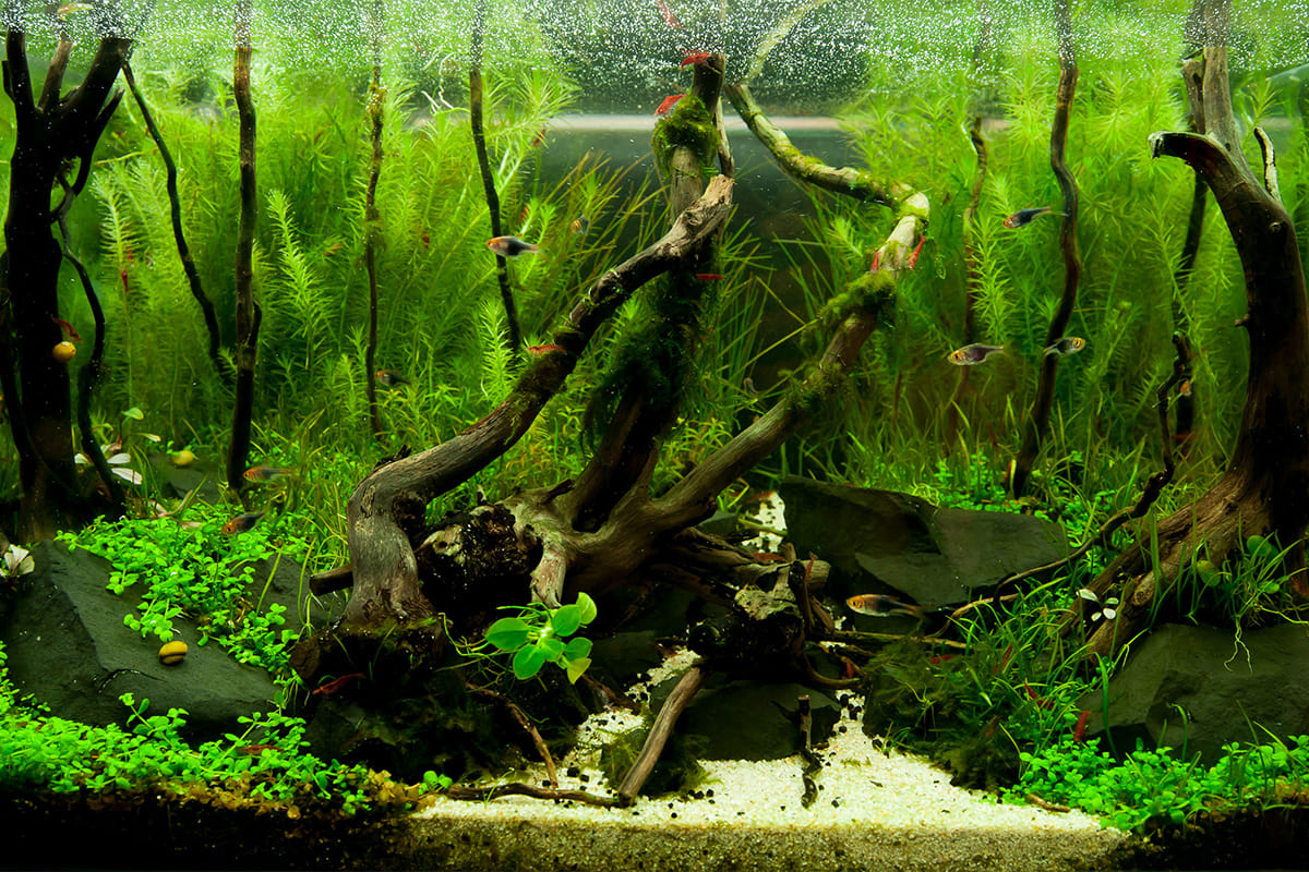 Was genau ist Aquascaping?