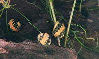 Clithon Sowerbianum - BLACK & WHITE MARBLE Geweihschnecke