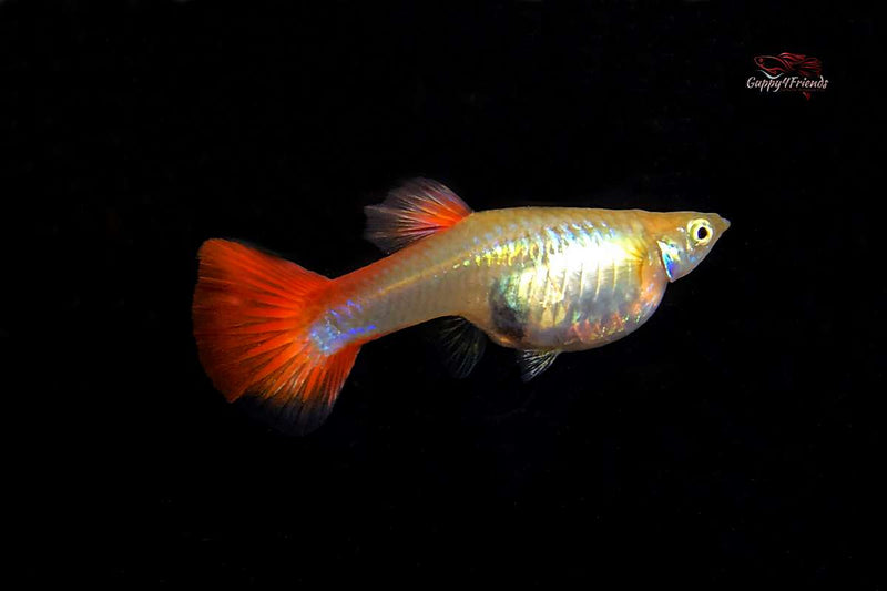 Guppy American White Pink Blond / Hochzucht Guppy Poecilia reticulata *DNZ*