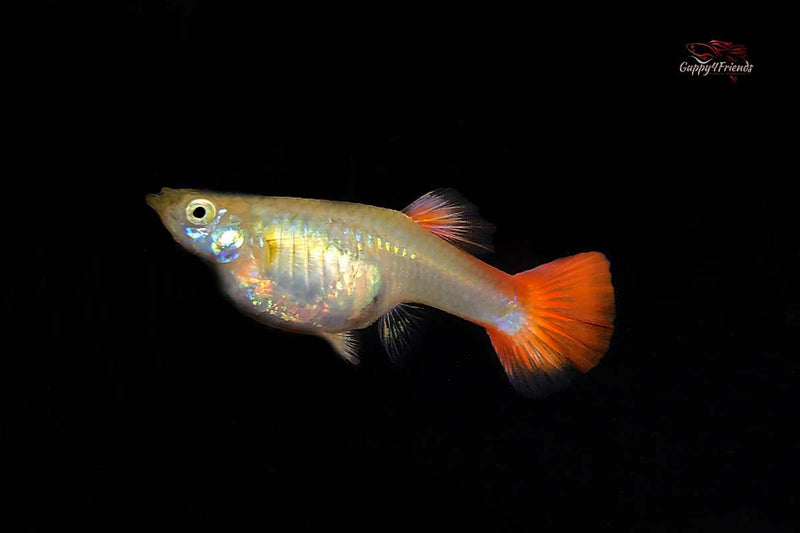 Guppy American White Pink Blond / Hochzucht Guppy Poecilia reticulata *DNZ*