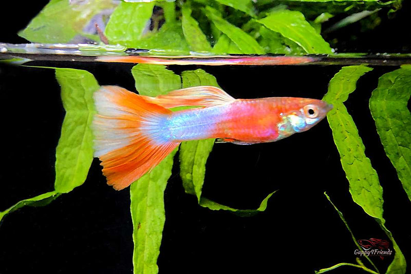 Guppy American White Pink Blond / Hochzucht Guppy Poecilia reticulata *DNZ*