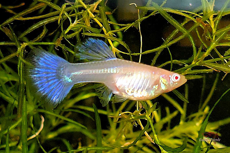 Guppy Albino Galaxy Purple Tail / Hochzucht Guppy Poecilia reticulata *DNZ*